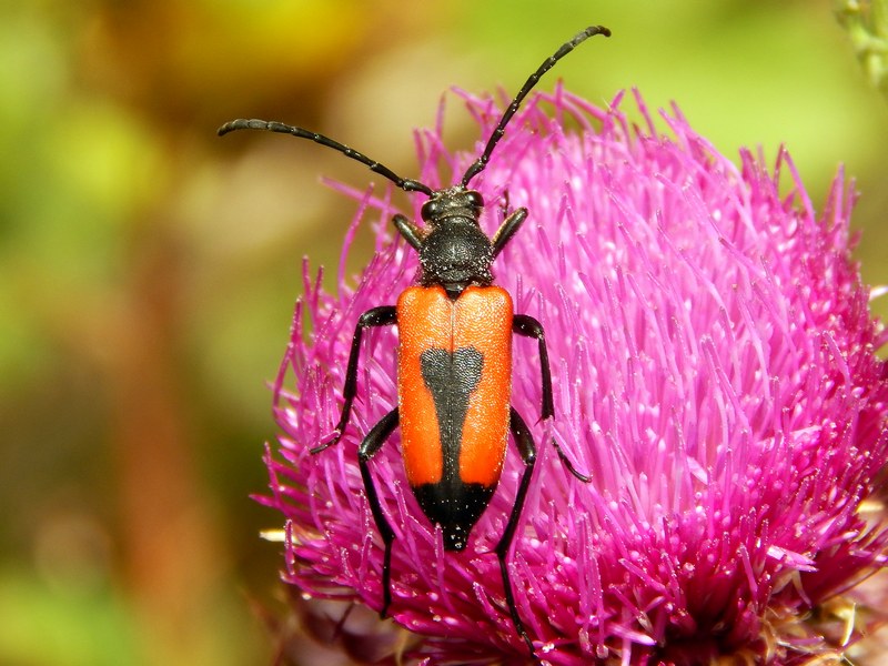 Stictoleptura cordygera